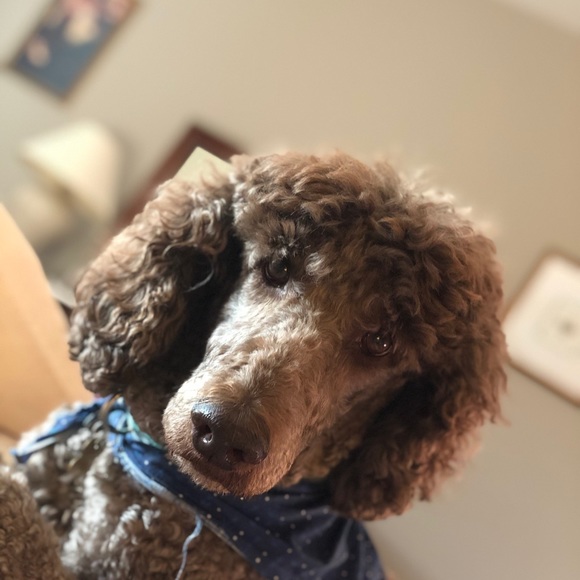 Meet your Posher, Lucy - Picture 1 of 1